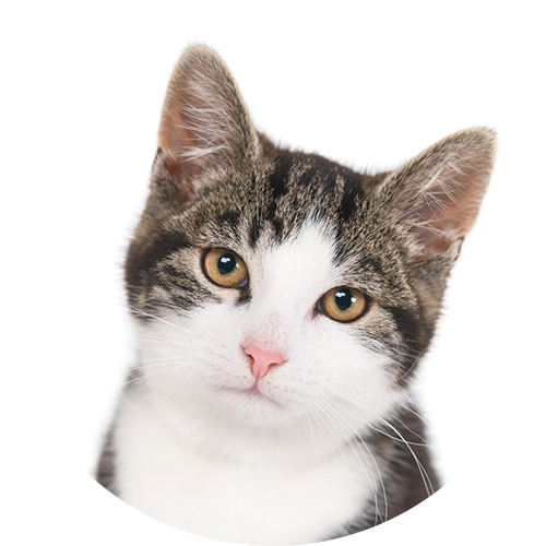 gato